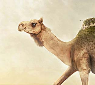 求个安全平台的DDOS网页端源码